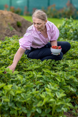 Woman harvesting home harvest of ripe red strawberries in the garden. Ripe strawberry fruits in a bowl on an organic farm. Berry natural fruit with vitamins.