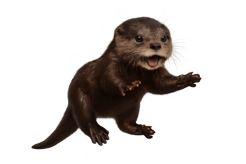 Adorable playful otter isolated on transparent background, cutout style shot