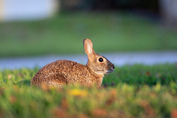 Wild rabbit in nature. Grey small hare eating grass on Florida backyard