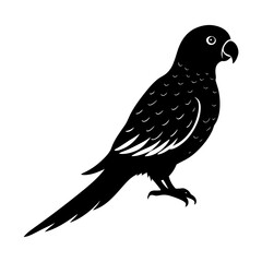Obraz premium Exotic bird parrot tropical avian wildlife animal silhouette art