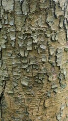 Close-up of cracked and flaking tree bark texture in woodland
