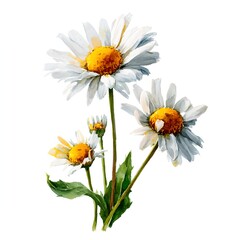 Fototapeta premium Painting of three white flowers with yellow centers