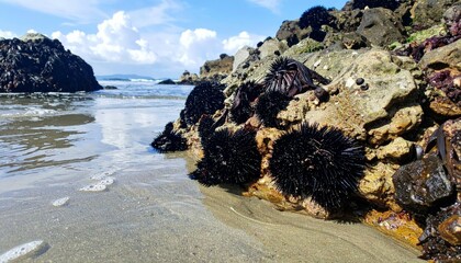 Black Sea Urchins on Rocky Shoreline with Calm Ocean View