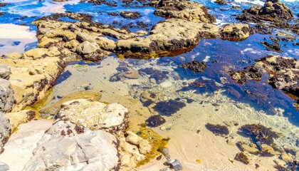 Tide Pool on Rocky Shore with Clear Water and Colorful Sea Life