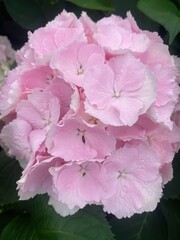 Beautiful pink petals Hydrangea macrophylla with green leaves close up