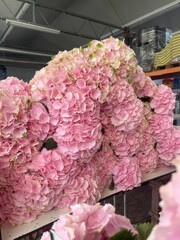 Beautiful pink Hydrangea macrophylla with green leaves in a warehouse in a greenhouse