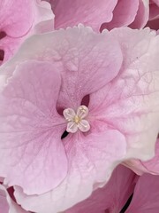 Beautiful pink Hydrangea macrophylla in a greenhouse