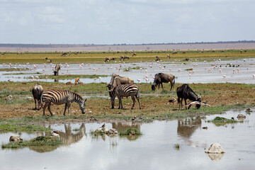 Savannah Waterhole Scenery with Zebras, Wildebeests and Flamingos. Amboseli, Kenya