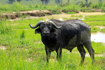 African Buffalo (Syncerus caffer, aka Cape Buffalo). Murchison Falls National Park, Uganda