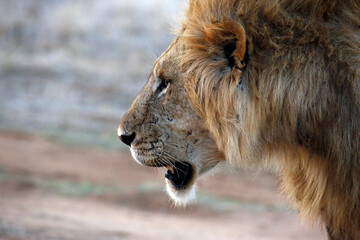 Close-up of a Male Lion Passing By. Tsavo East, Kenya
