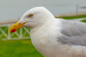 close-up of seagull on the North Sea coast
