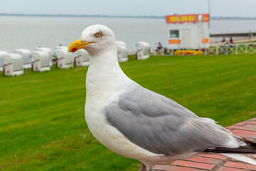 close-up of seagull on the North Sea coast with beach chairs in the background


