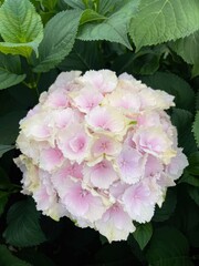 Beautiful white - pink Hydrangea large-leaved in a greenhouse close-up