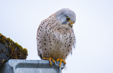 kestrel sitting on roof searching for prey