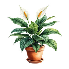 Two white peace lily flowers with green leaves in a terracotta pot plant