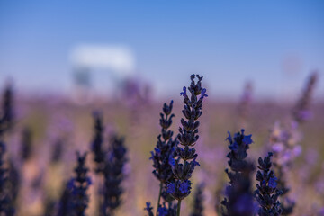 Photoshoot among lavenders in the lavender garden