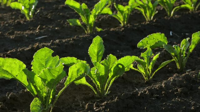 Farmers nurture lush sugar beet plants, showcasing vibrant greens in rich soil during a sunny afternoon, celebrating agricultural bounty.