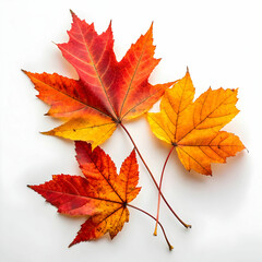 Obraz premium A collection of autumn elements isolated on a white background, featuring colorful fallen leaves, acorns, and branches.