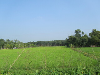 green field and blue sky