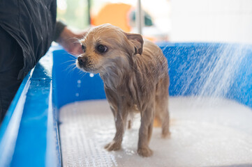Cute Pomeranian at the grooming. Dog in the shower. 