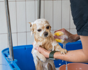 Cute Pomeranian at the grooming. Dog in the shower. 