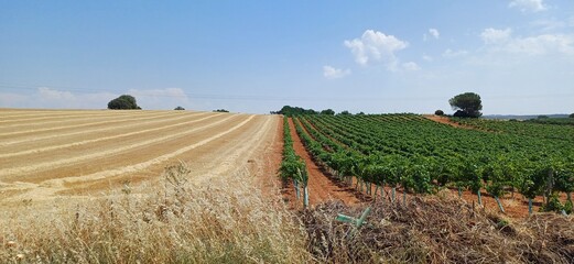 Geteiltes Landwirtschaftsbild in Spanien – Weizenfeld und Weinpflanzen nebeneinander