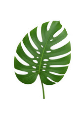 A single monstera leaf isolated on transparent background