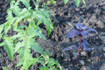 Purple basil plant growing on the ground in the vegetable garden.