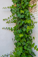 two walls forming a corner and a green, leafy ivy in the middle