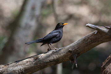 A male common blackbird perched on a log