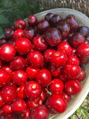 A wooden basket filled with vibrant, ripe cherries is placed outdoors. The bright red fruit glistens in the sunlight, showcasing a fruitful harvest on a sunny day.