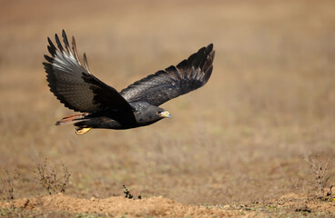 Augur buzzard in flight in Ethiopian highlands