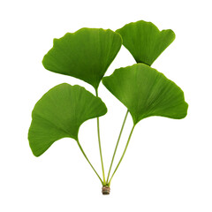 Ginkgo biloba leaves isolated on white background for nature and health concepts