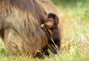 A young gelada monkey peeks out from behind its mother with a curious expression