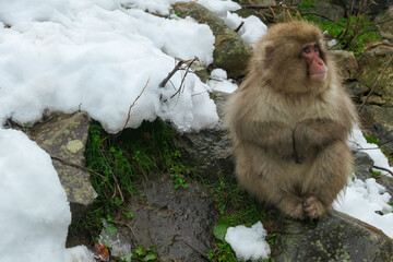 A Japanese snow monkey sits pensively on a rock where melting snow reveals green grass. This image...