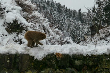 A wild Japanese snow monkey carefully walks along the top of a snow-covered wall. The primate moves through a winter landscape with traditional buildings in the background near Nagano, Japan.