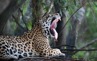 Close-up of a jaguar yawning, Pantanal, Brazil.