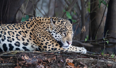 Close-up of a jaguar resting on a river bank, Pantanal, Brazil