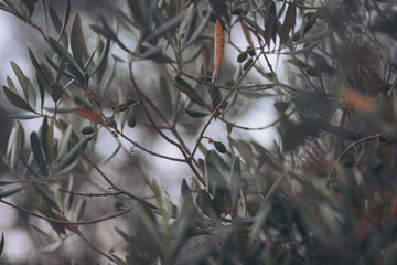 Delicate olive branches sway gently in the soft light of dawn, revealing ripened olives nestled...