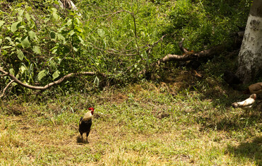 wild rooster on the farm