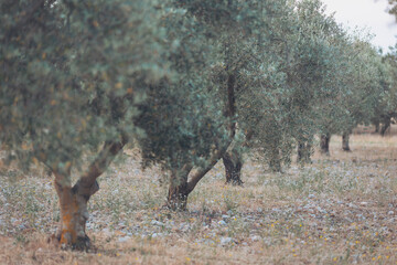 Olive grove bathed in golden sunlight during a serene afternoon in the countryside, showcasing nature's beauty and agricultural tranquility in harmony