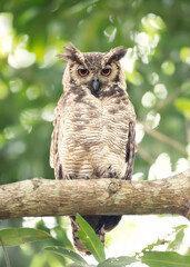 Portrait of a Great horned owl perched on a tree	branch