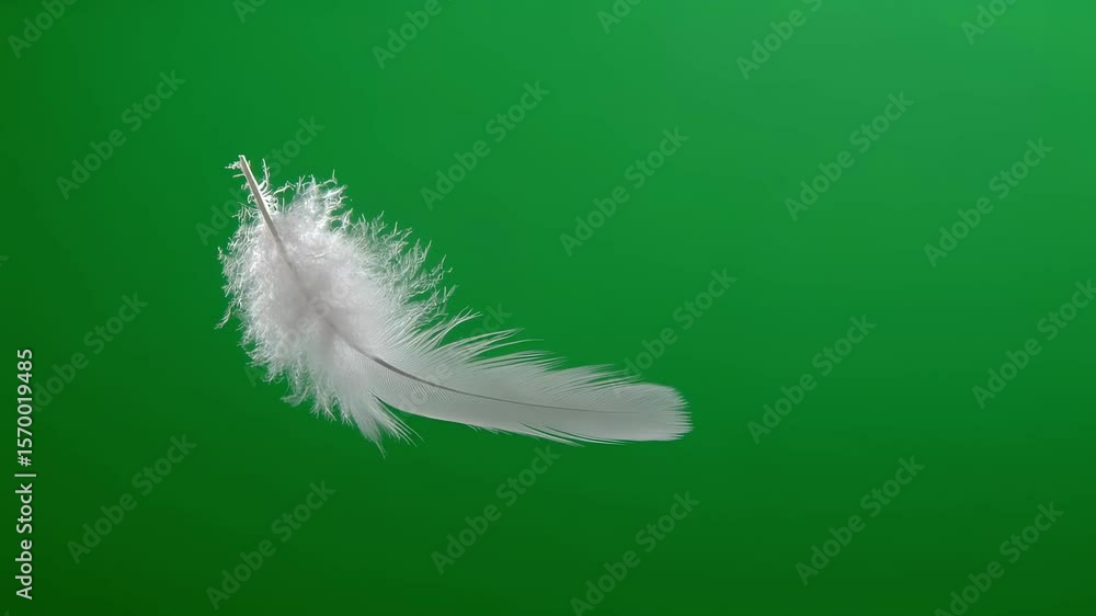 Poster white feather gracefully floating against a vibrant chroma key green screen background, providing an