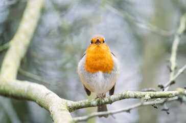 Portrait of European robin singing in spring