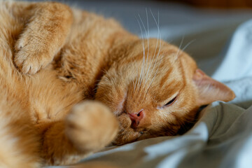 My beloved, although no longer young, ginger cat.