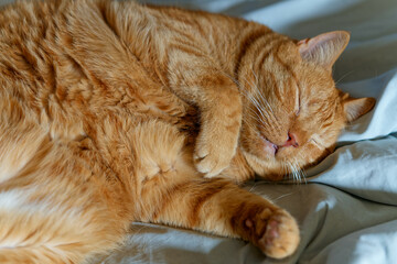 My beloved, although no longer young, ginger cat.