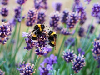 Two bumblebees (Bombus terrestris) sit together on a lavender flower.
