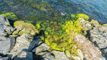 Moss on the rocks