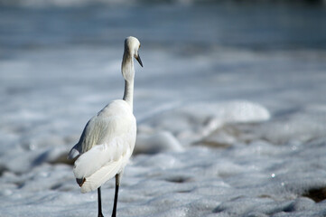 Snowy white egret, its head feathers flowing down its neck, stands in the foam, facing the ocean, at the water's edge at Ponce Inlet Beach in Florida.  Copy space 