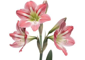 Fototapeta premium dianthus isolated on white background PNG, AI GENERATED